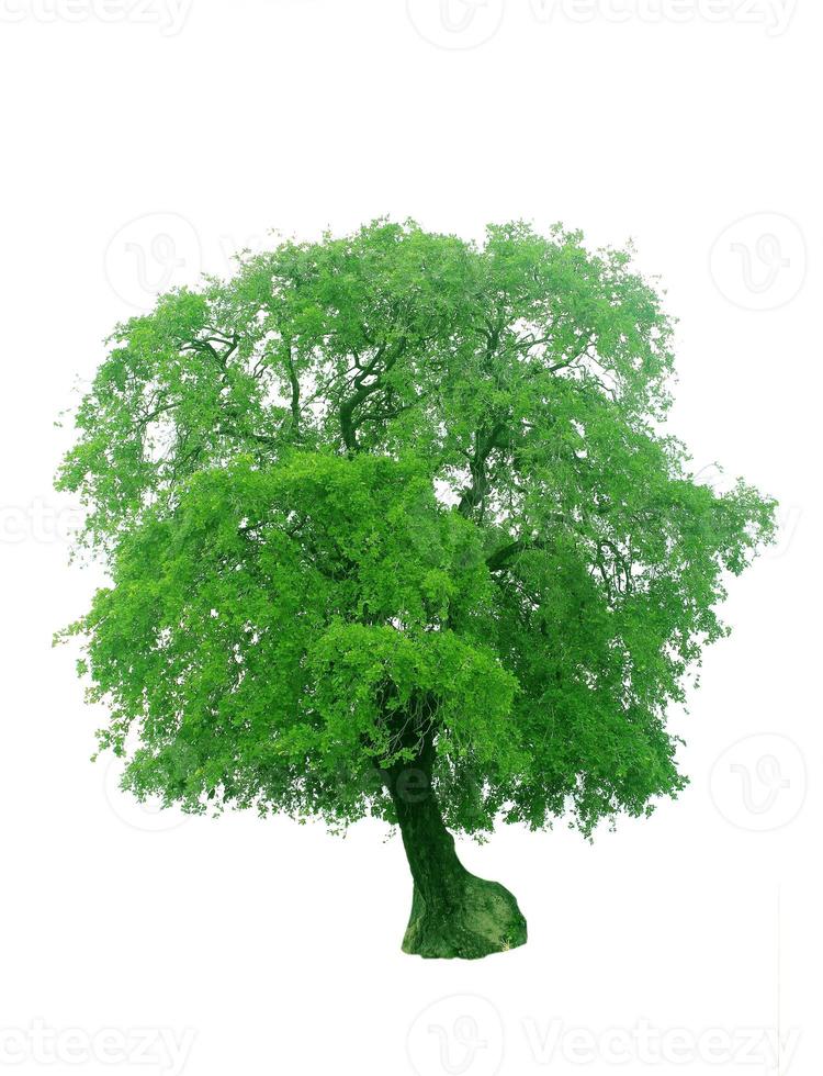 tree isolated on white background photo