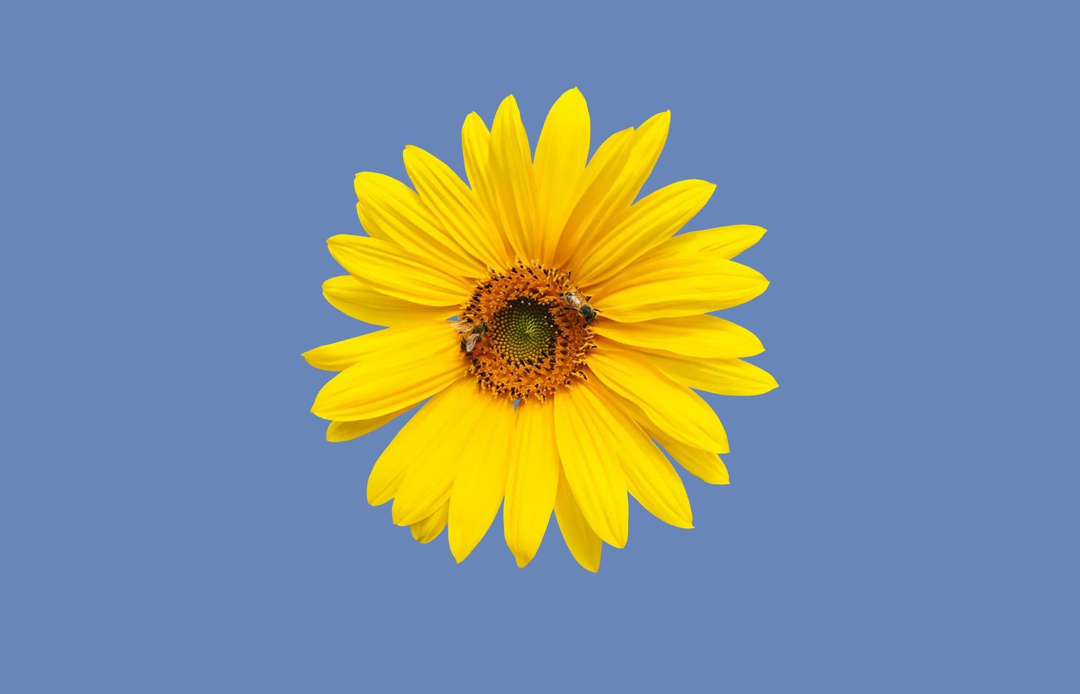 isolated pink cosmos flower and yellow sunflower with clipping paths. photo