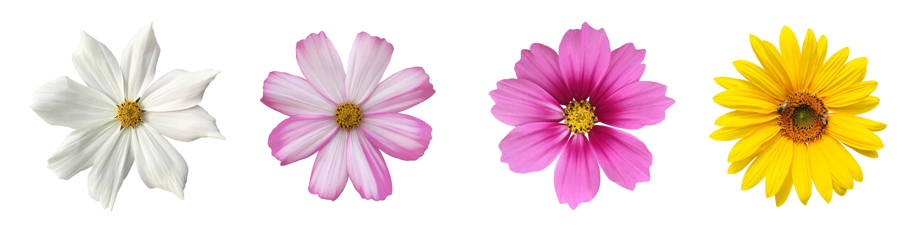 isolated pink cosmos flower and yellow sunflower with clipping paths. photo