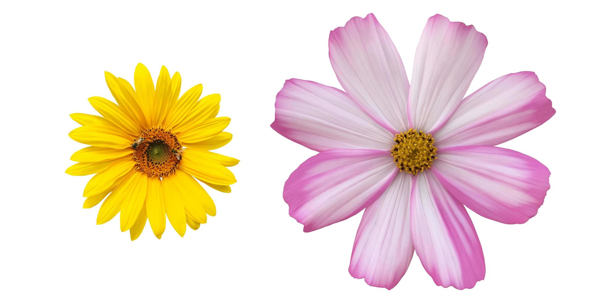 isolated pink cosmos flower and yellow sunflower with clipping paths. photo