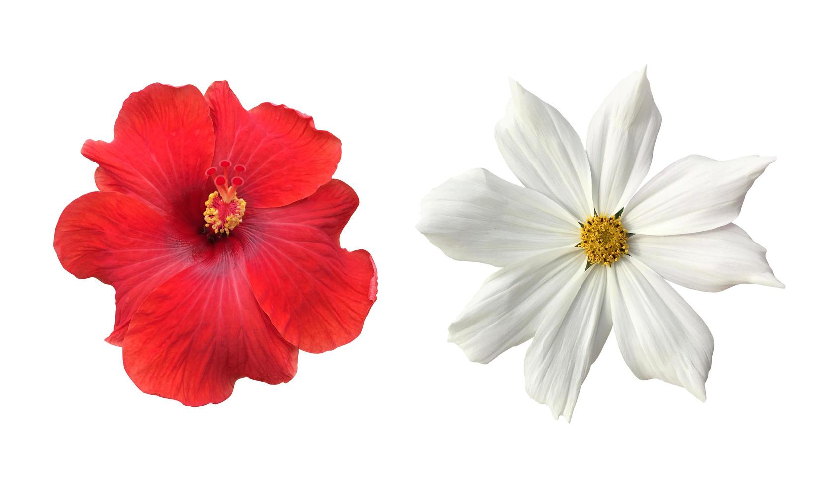 isolated pink cosmos flower and yellow sunflower with clipping paths. photo