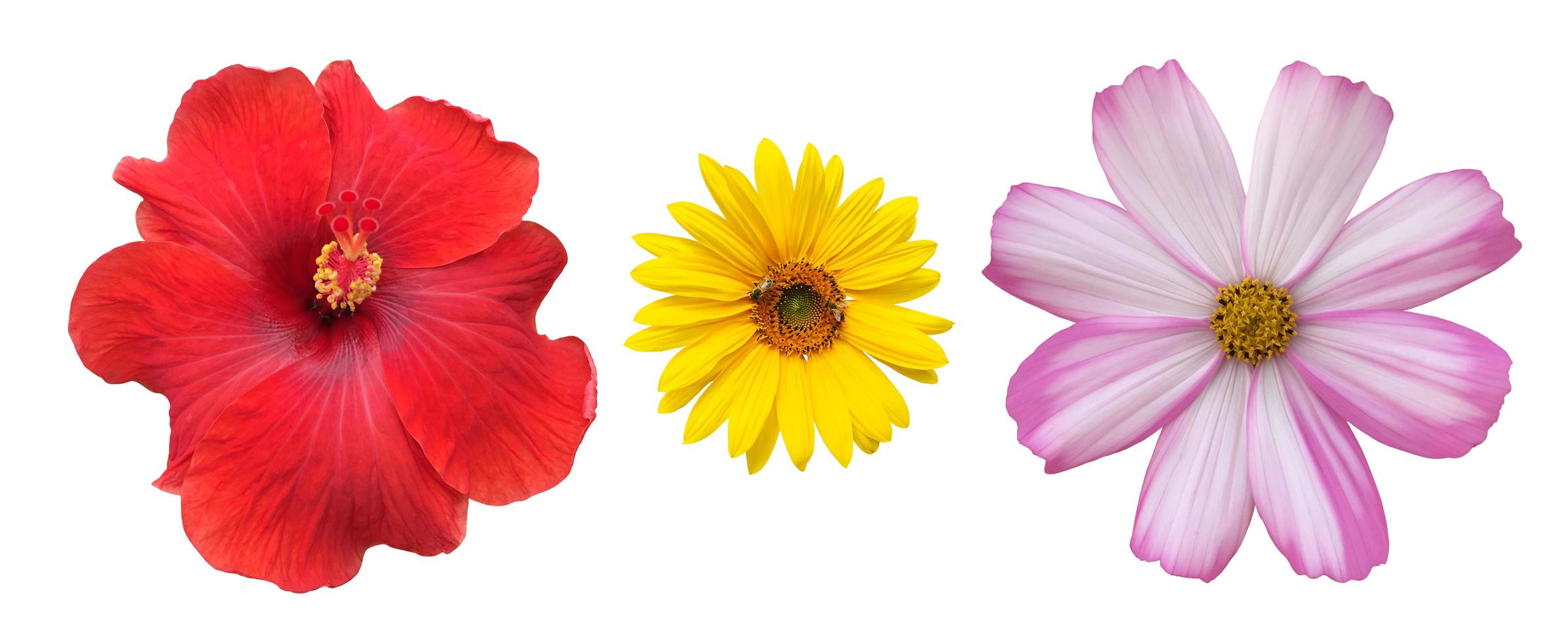 isolated pink cosmos flower and yellow sunflower with clipping paths. photo