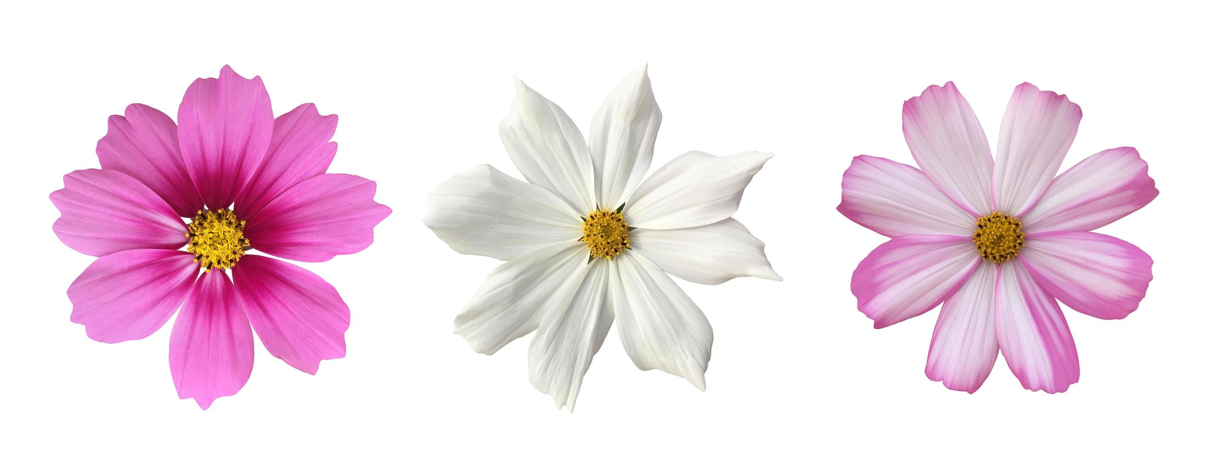 isolated pink cosmos flower and yellow sunflower with clipping paths. photo
