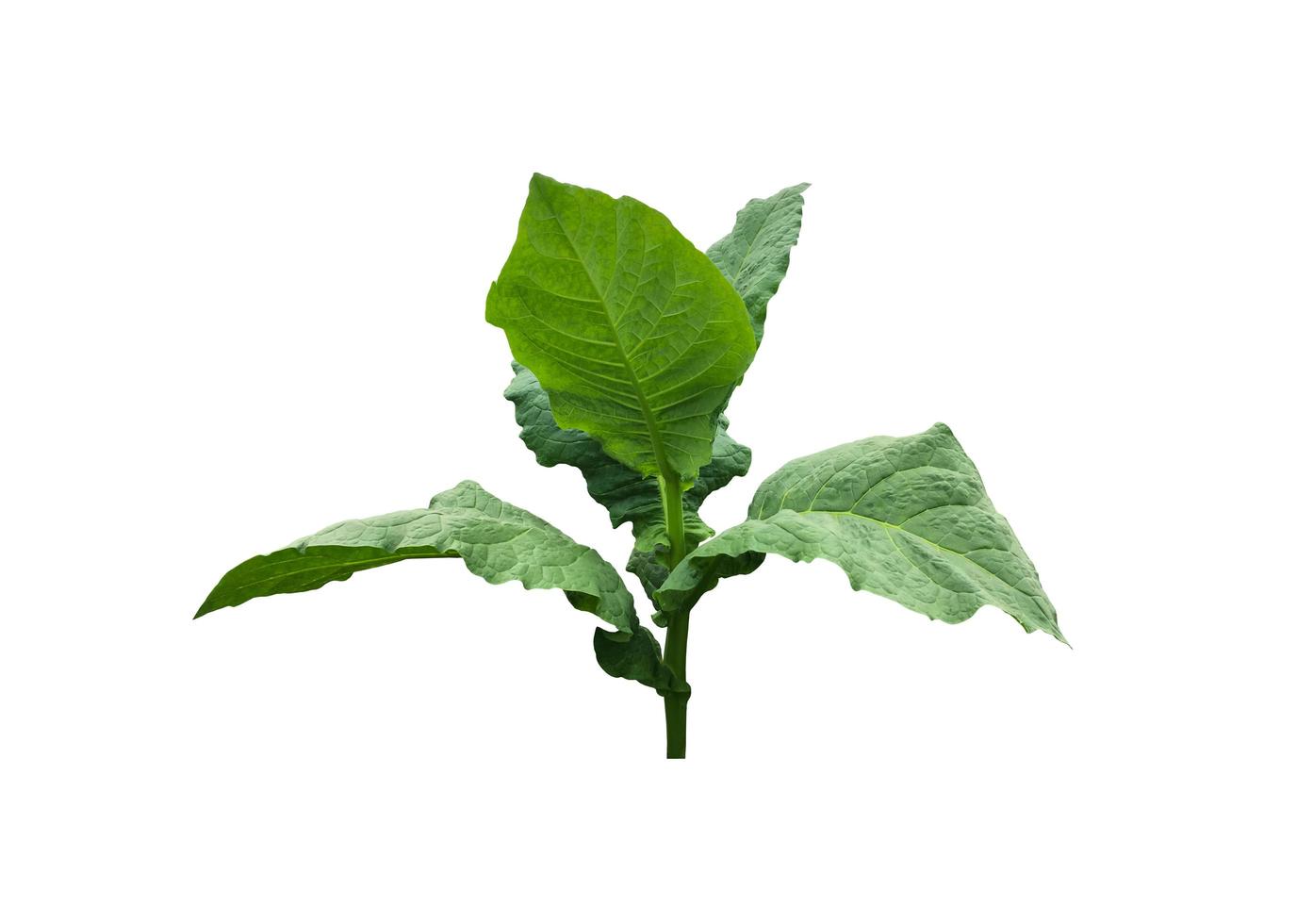 Isolated tobacco plant with clipping paths. photo