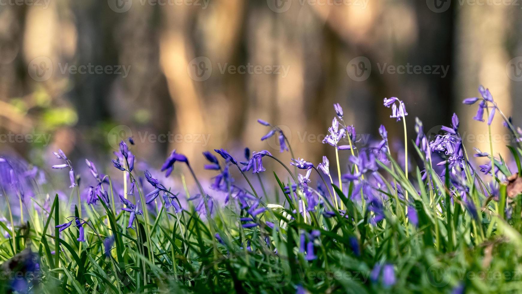 A clump of Bluebells flowering in the spring sunshine photo