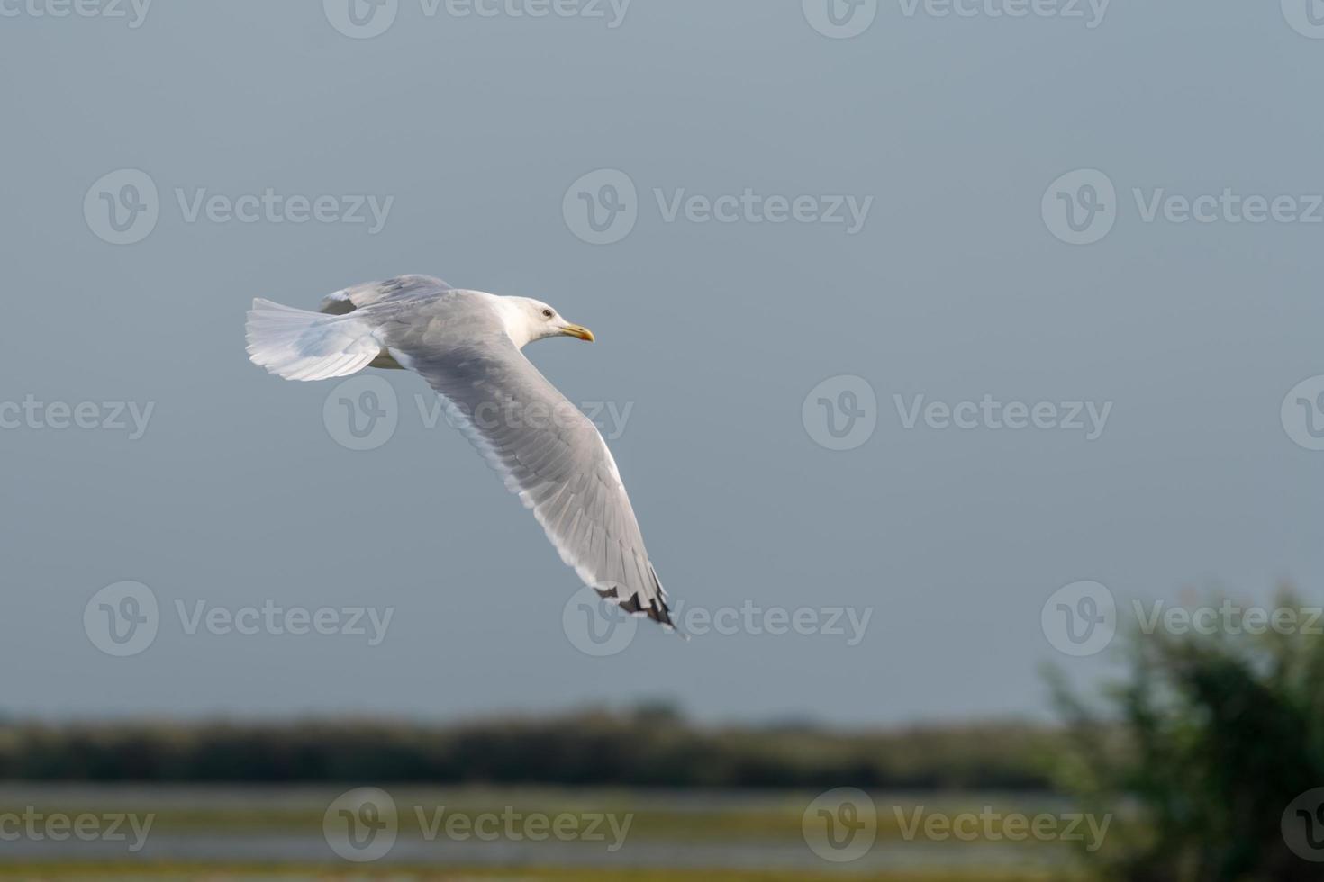 Seagull flying over the Danube Delta photo