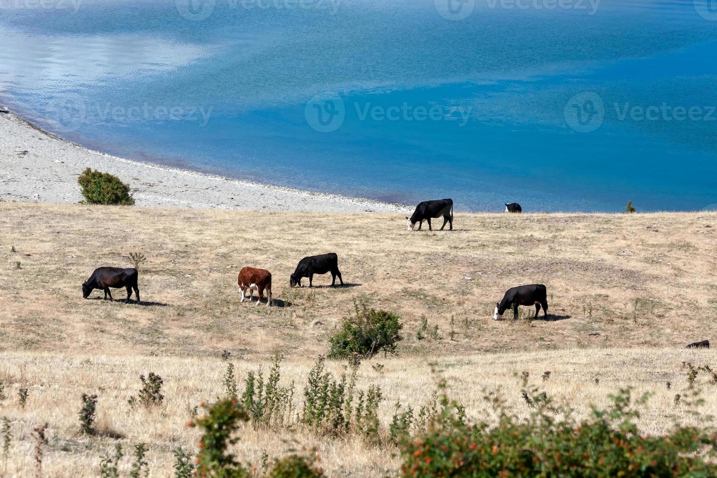 Cattle grazing on the banks of Lake Hawea photo