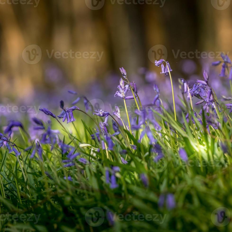 A clump of Bluebells flowering in the spring sunshine photo