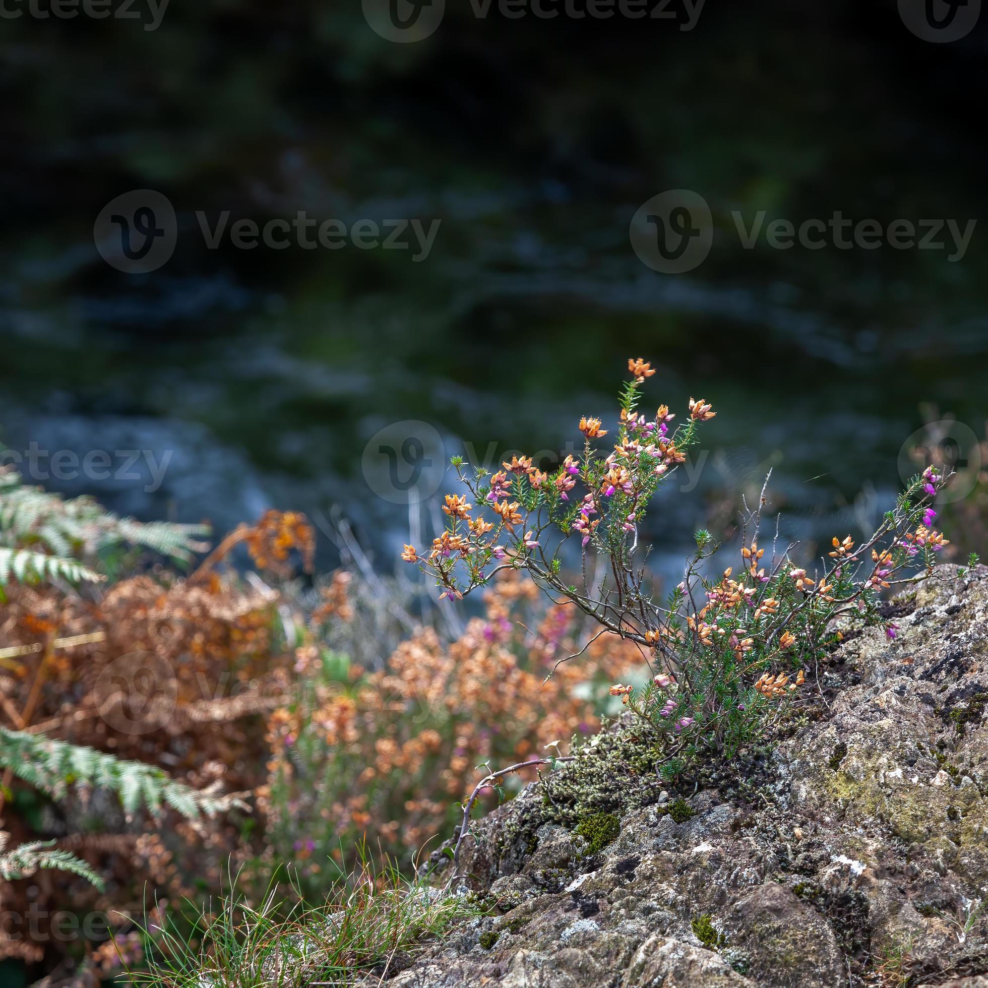 bell heather floreciendo en otoño junto al río glaslyn foto
