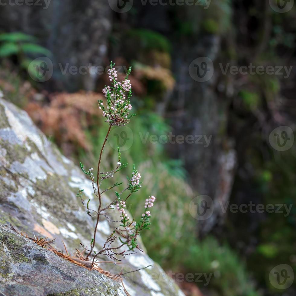 Bell Heather growing out of a boulder in autumn by the Glaslyn River photo