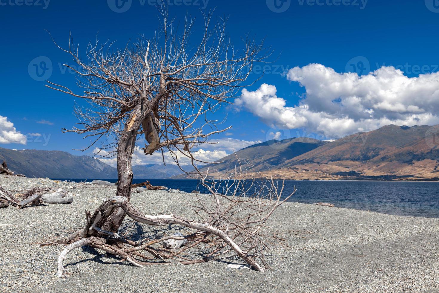 árbol muerto a orillas del lago wanaka en nueva zelanda foto