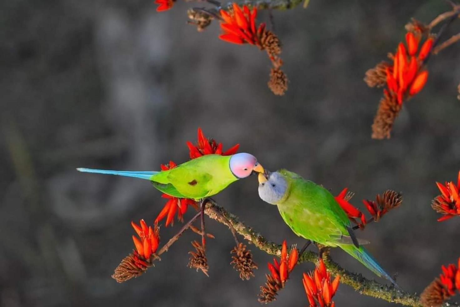 Red-breasted parakeet sitting on a branch in the forest photo