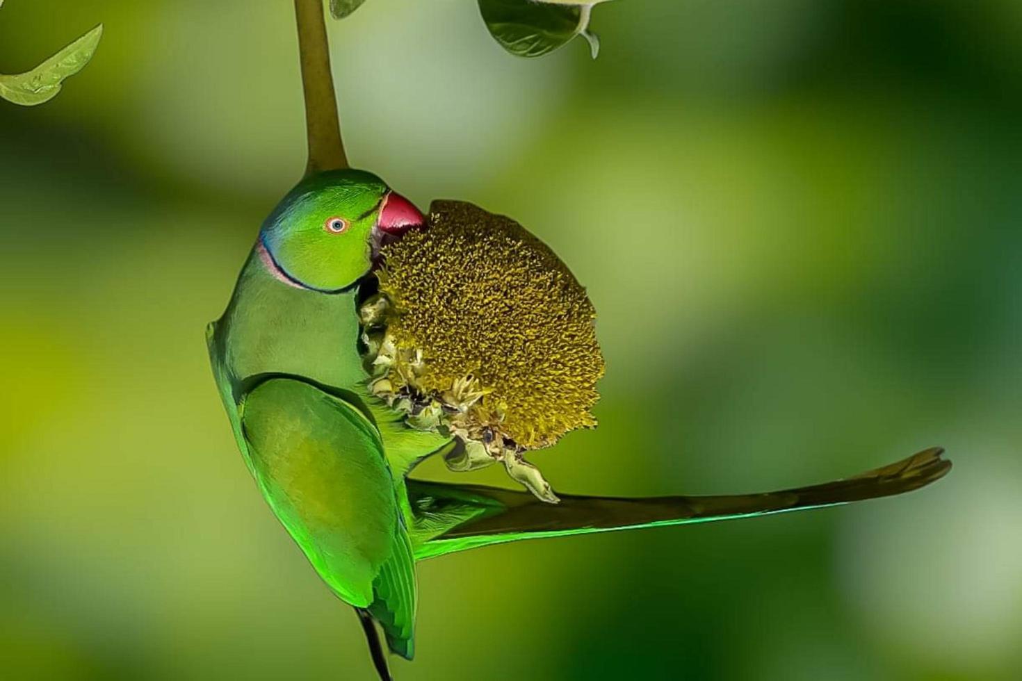 Red-breasted parakeet sitting on a branch in the forest photo