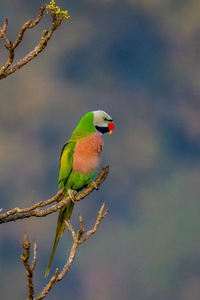 Red-breasted parakeet sitting on a branch in the forest photo