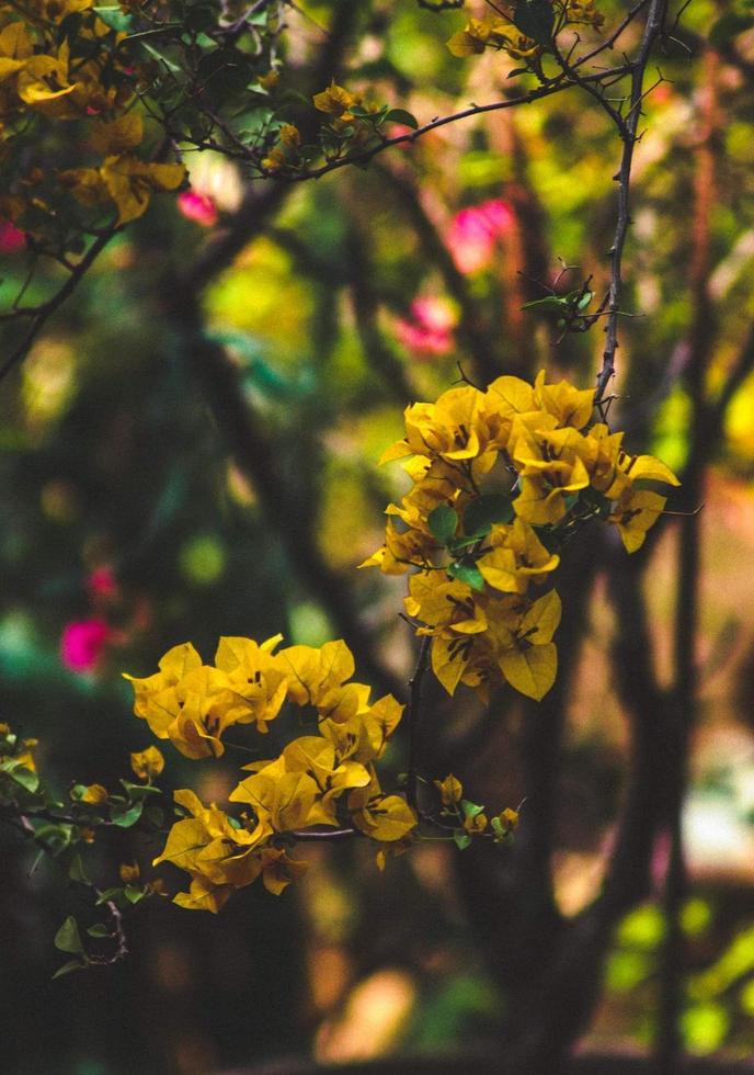 Spring blooming paperflower photo