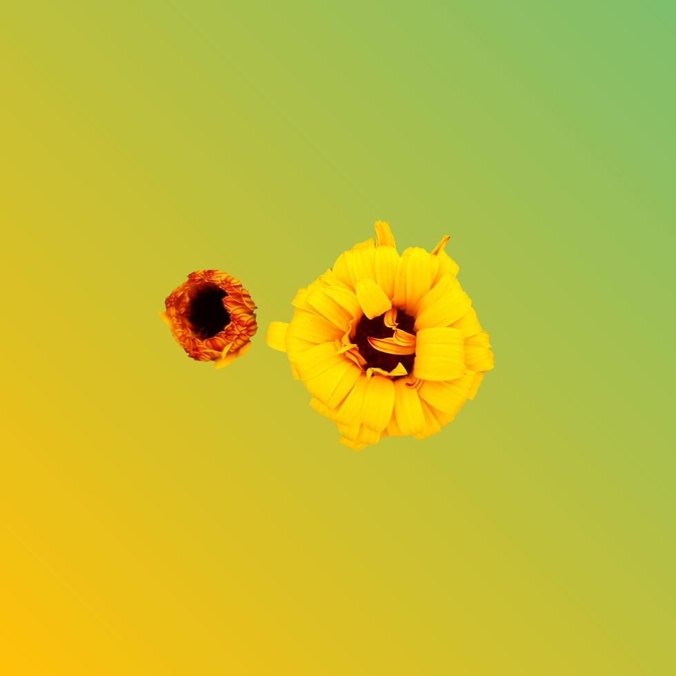 Spring blooming marigold flower photo
