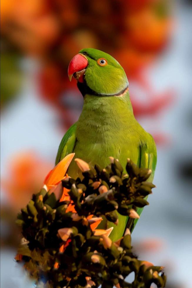 Red-breasted parakeet sitting on a branch in the forest photo