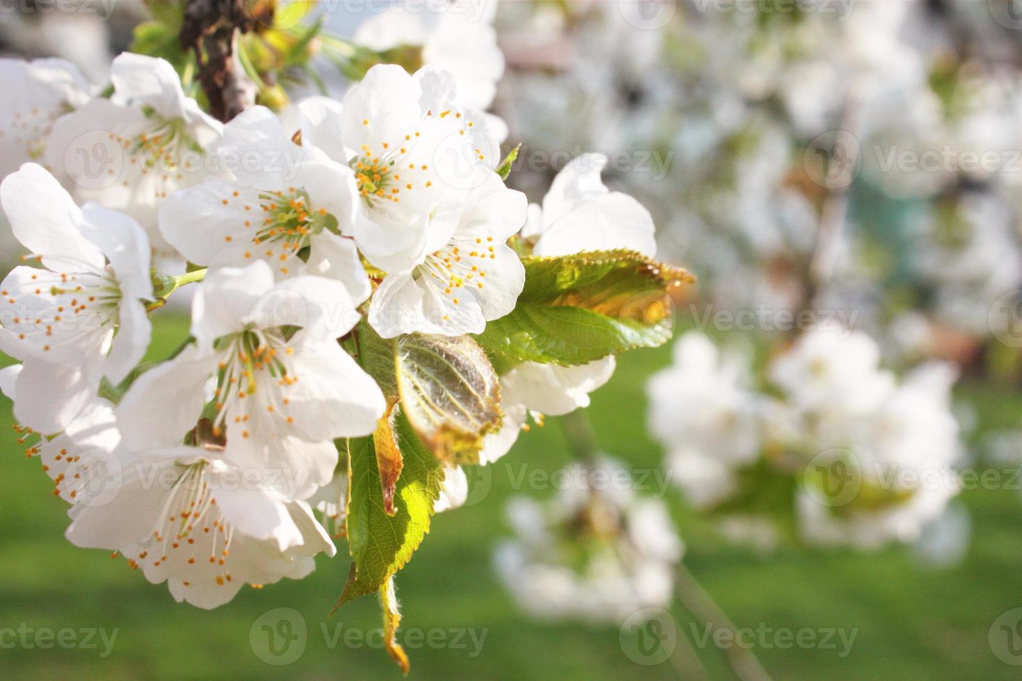 Beautiful nature view of spring flowering trees on blurred background. photo