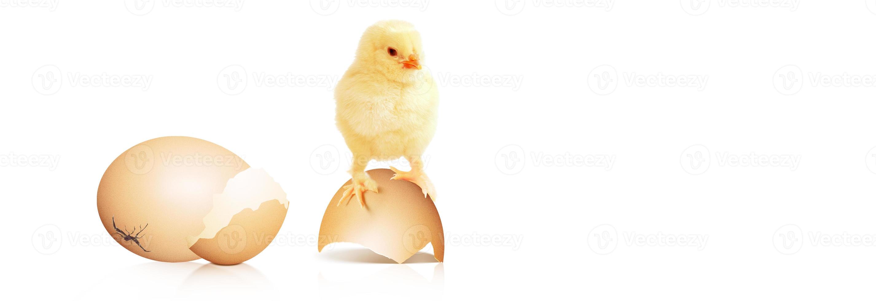 pequeño pollito lindo para pascua. pollito recién nacido amarillo. foto