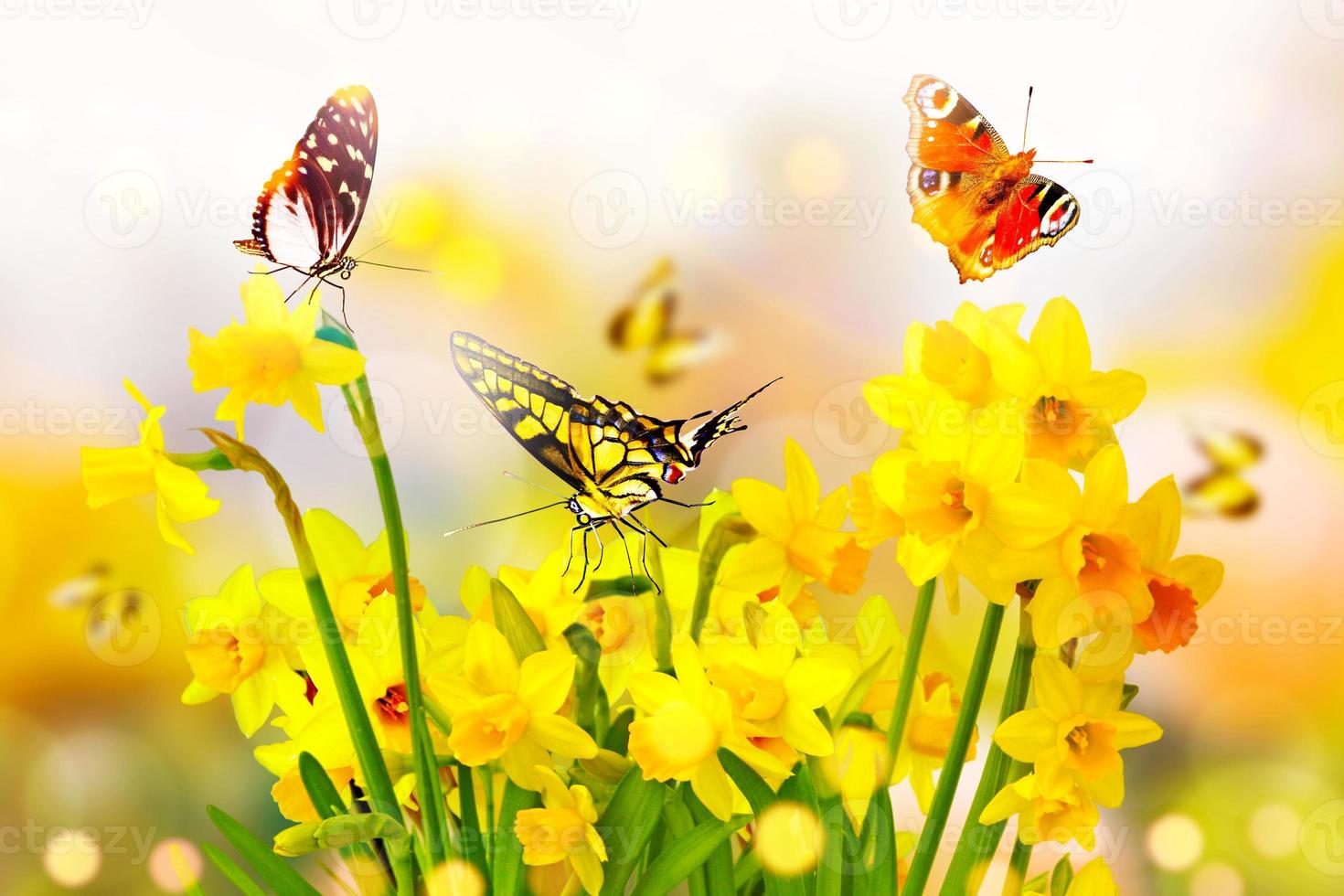 Yellow daffodils and butterflies in the garden photo