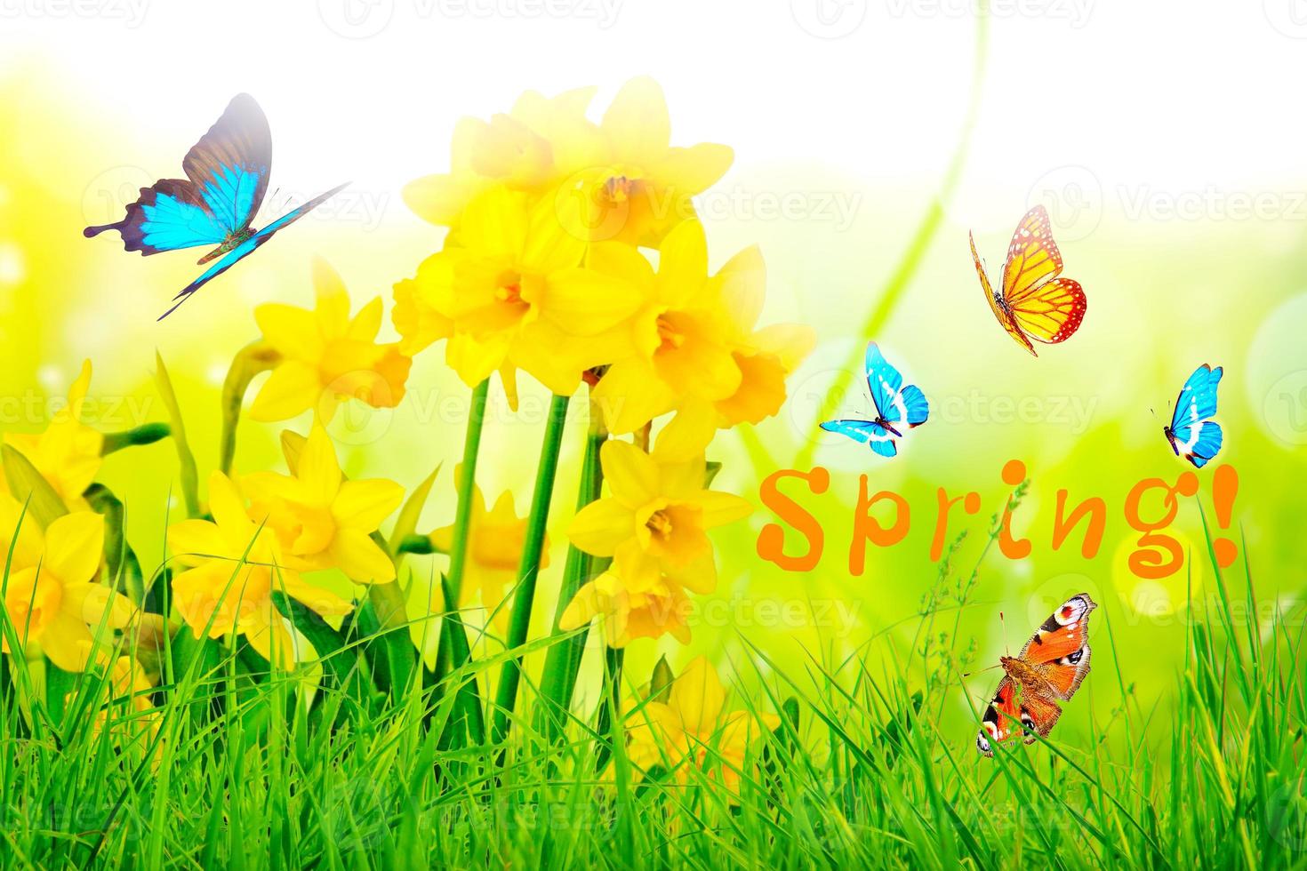 Yellow daffodils and butterflies in the garden photo