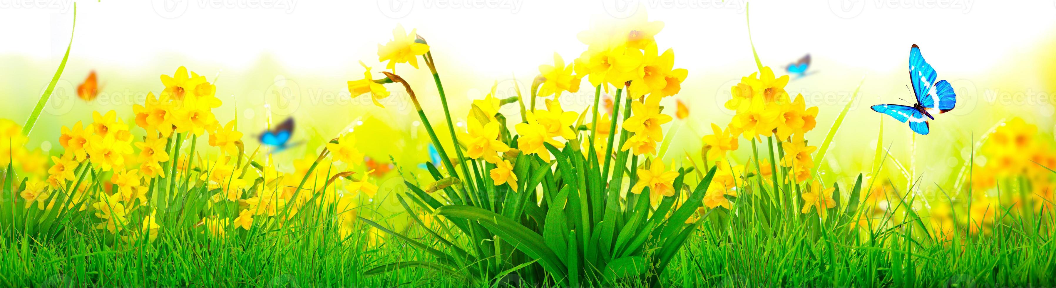 Yellow daffodils and butterflies in the garden photo