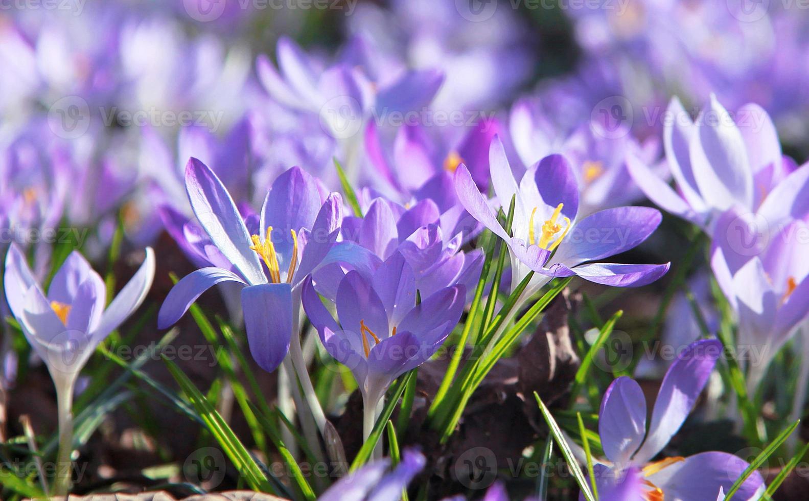 Blooming purple crocus flowers in a soft focus on a sunny spring day photo