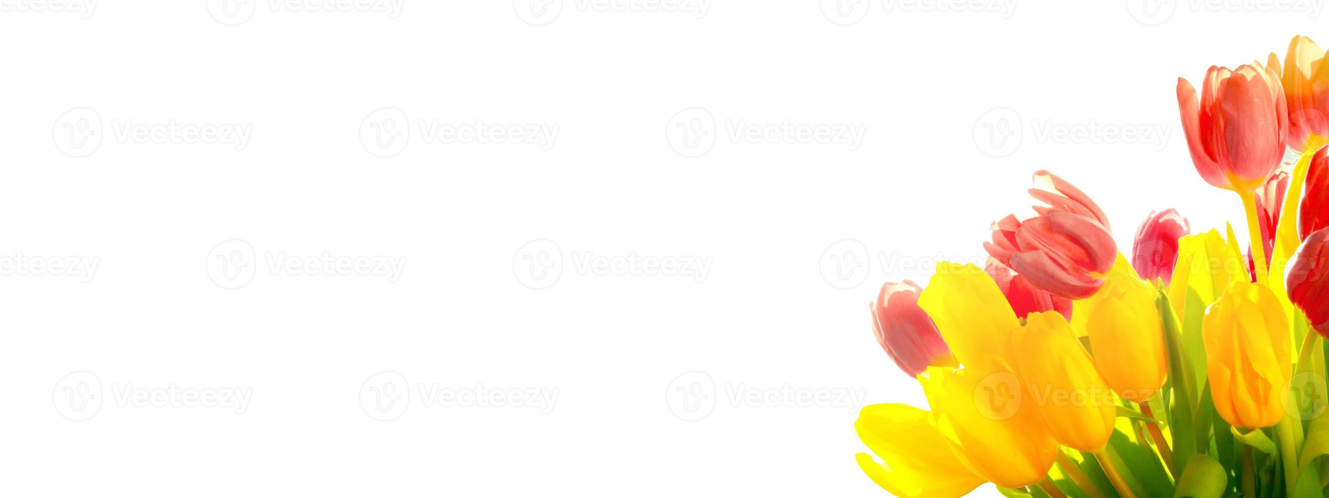 Beautiful tulips. Spring nature background for web banner and card design. photo