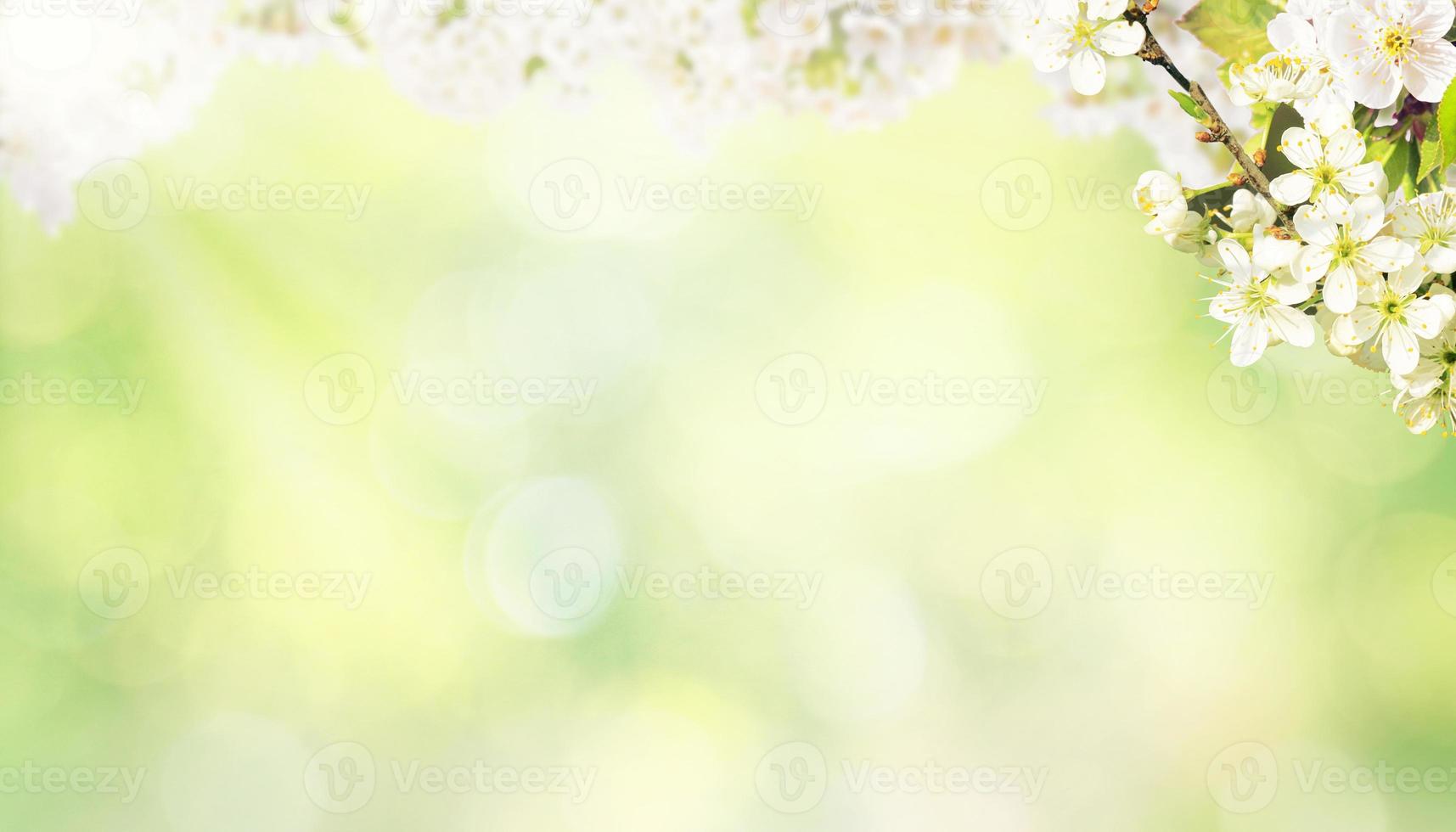 Beautiful nature view of spring flowering trees on blurred background. photo