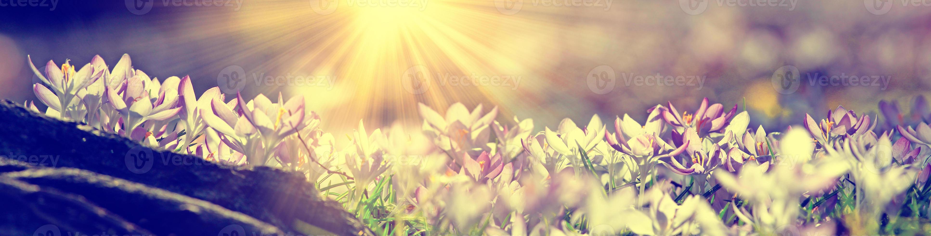 Blooming purple crocus flowers in a soft focus on a sunny spring day photo