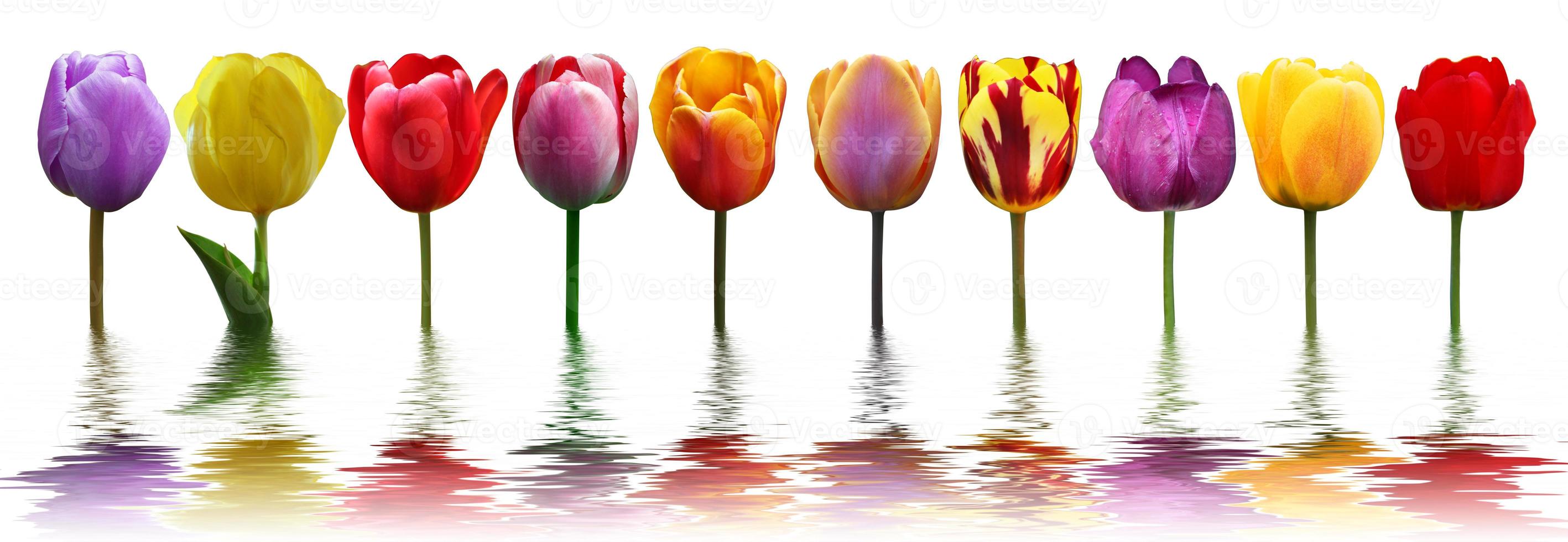 hermosos tulipanes. fondo de naturaleza primaveral para banner web y diseño de tarjetas. foto