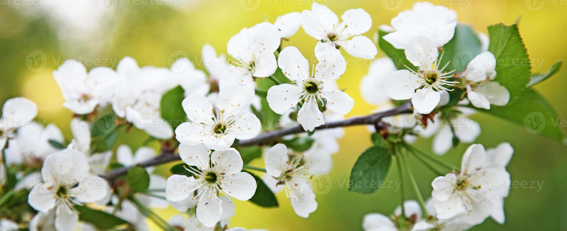 Beautiful branch of blossoming tree in spring. photo