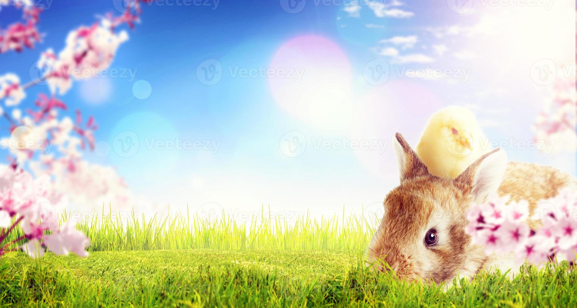 Funny Easter bunny. Happy Easter holiday concept. photo