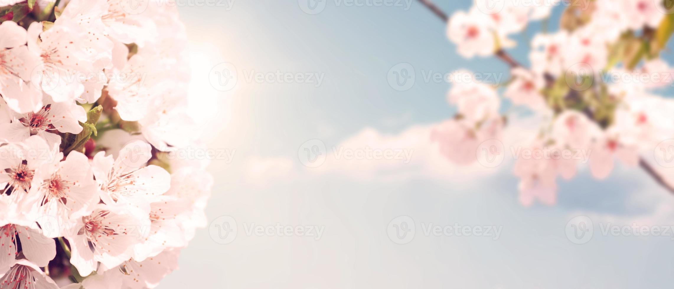 Beautiful nature view of spring flowering trees on blurred background. photo