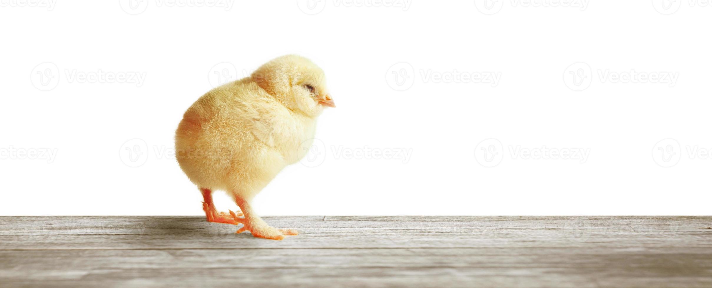 Little cute baby chick for easter. Yellow newborn baby chick. photo