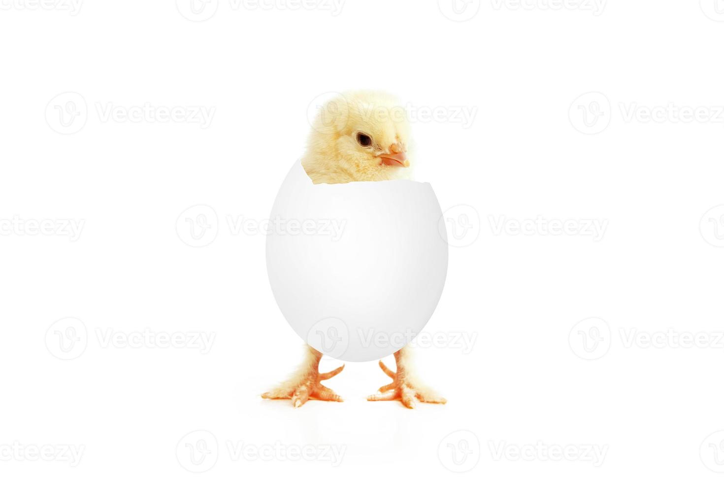 Little cute baby chick for easter. Yellow newborn baby chick. photo