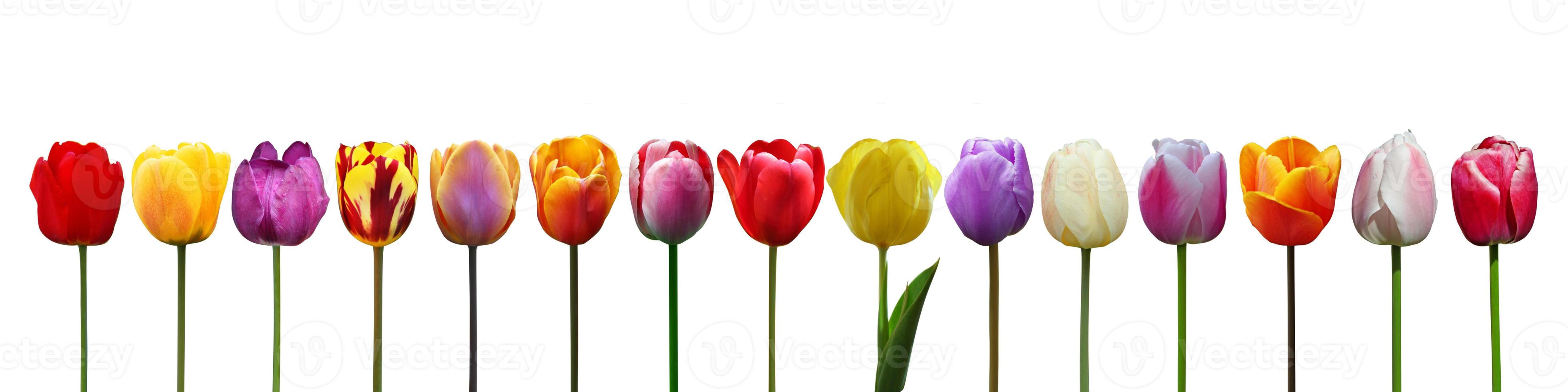 hermosos tulipanes. fondo de naturaleza primaveral para banner web y diseño de tarjetas. foto