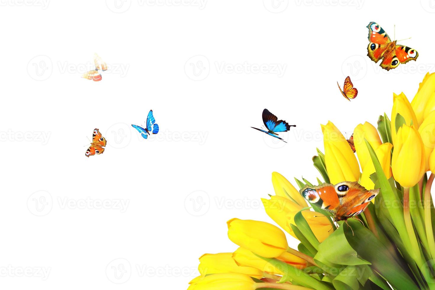 hermosos tulipanes y mariposas. fondo de naturaleza de primavera para banner web foto