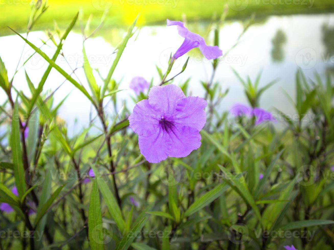 flores de color púrpura dorado cuyas semillas se secan pueden hacer erupción cuando se exponen al agua, fáciles de cultivar alrededor de las orillas de los ríos foto