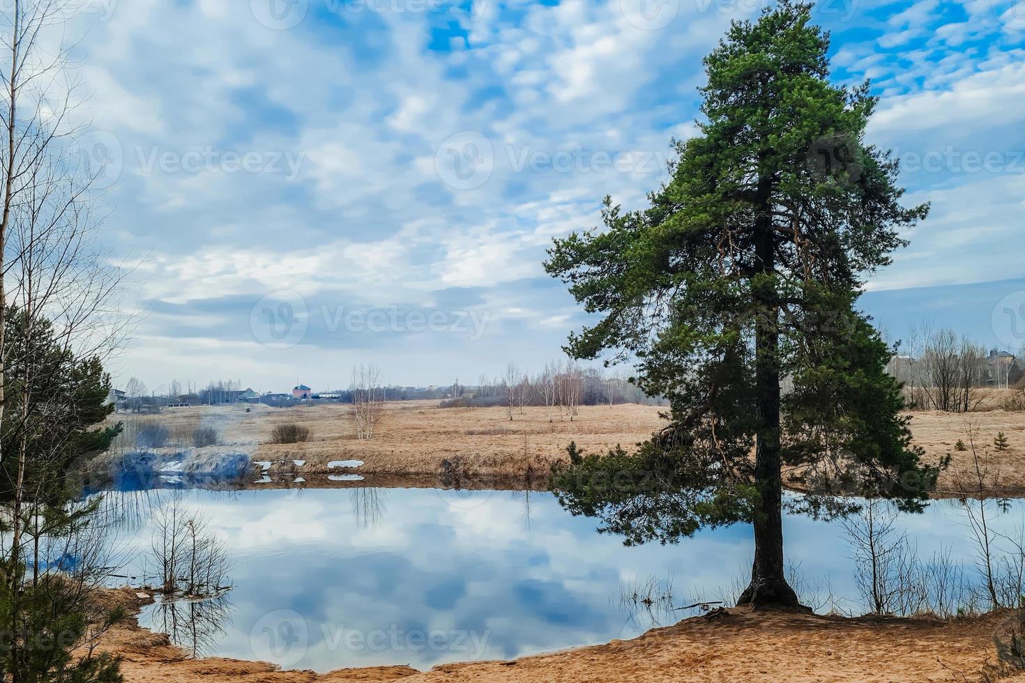 Northern nature in early spring. Pine trees on the river bank. photo