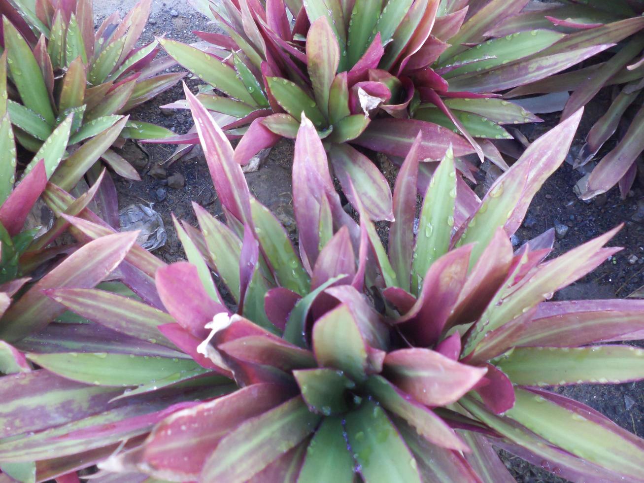 Purple plants on the roadside photo
