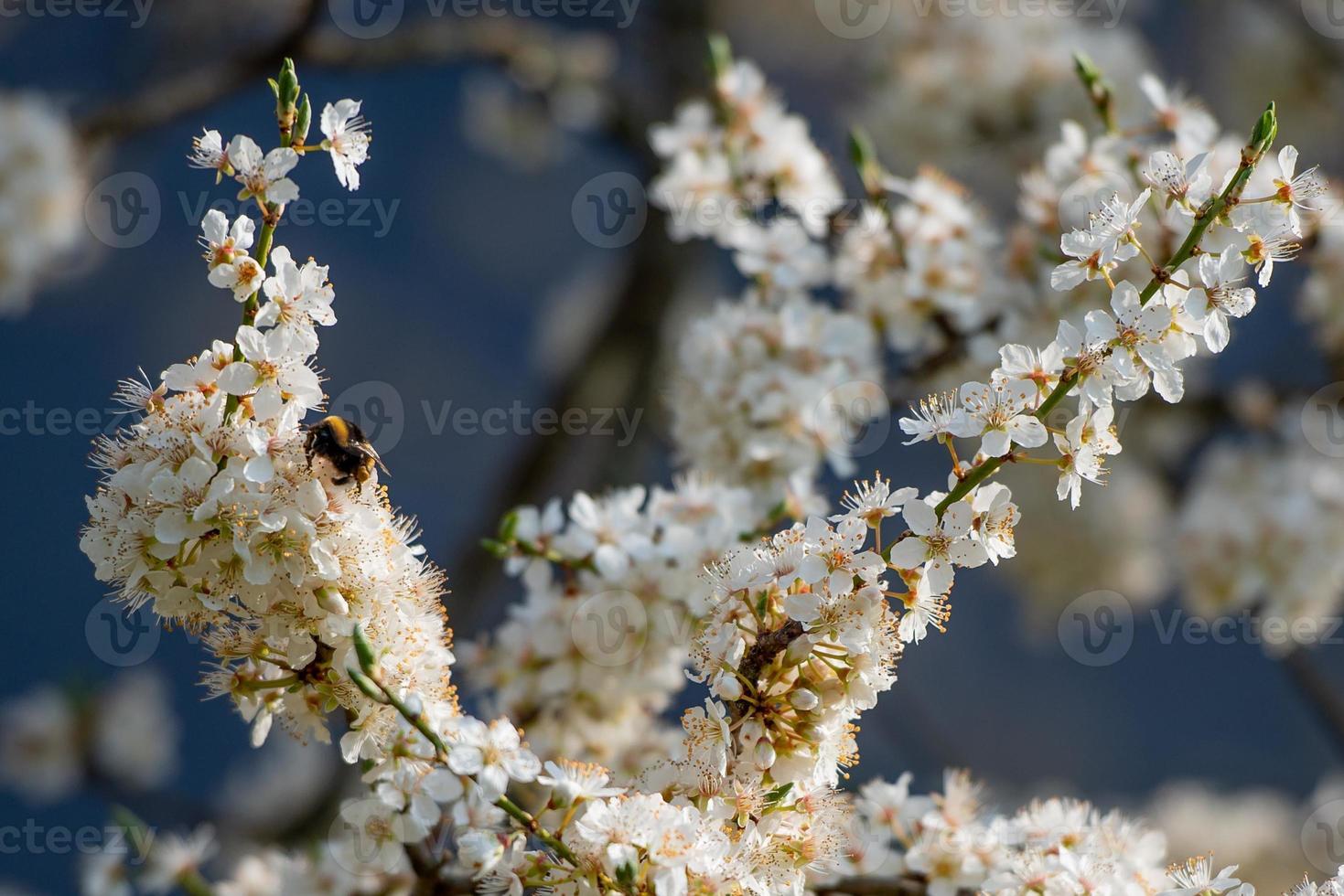 Flowering cherry tree photo