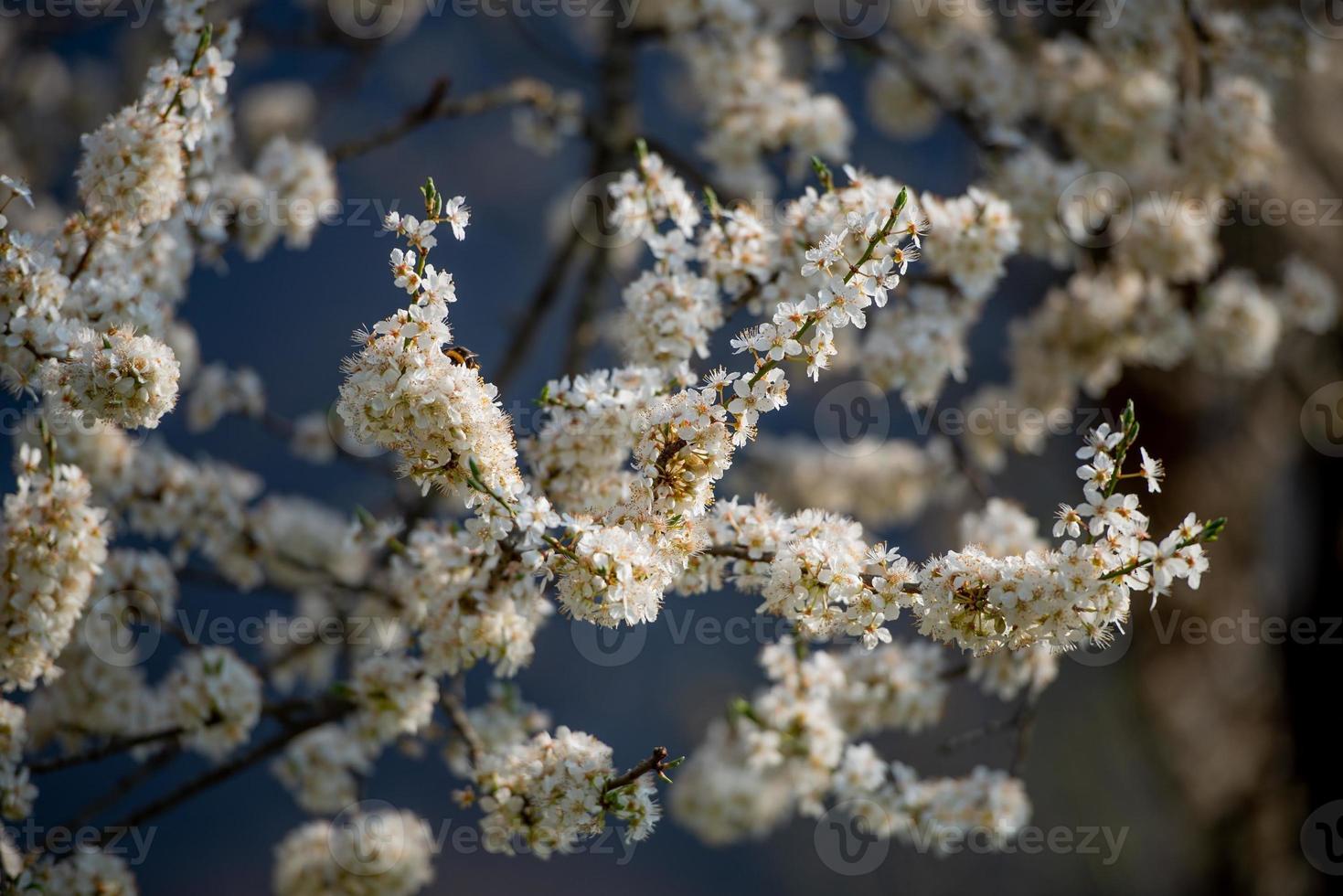 Flowering cherry tree photo