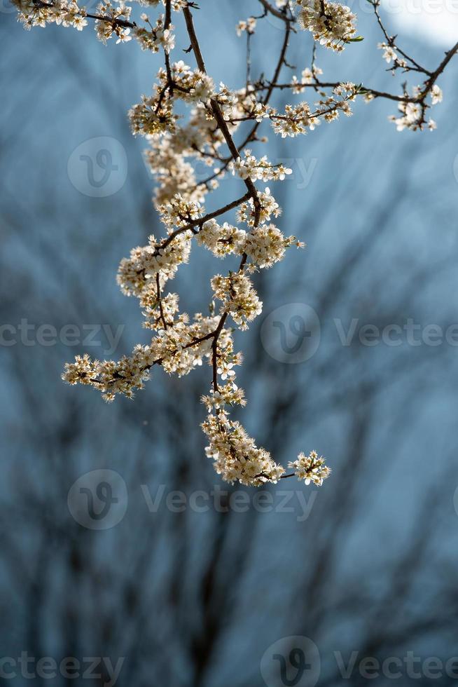 Flowering cherry tree photo