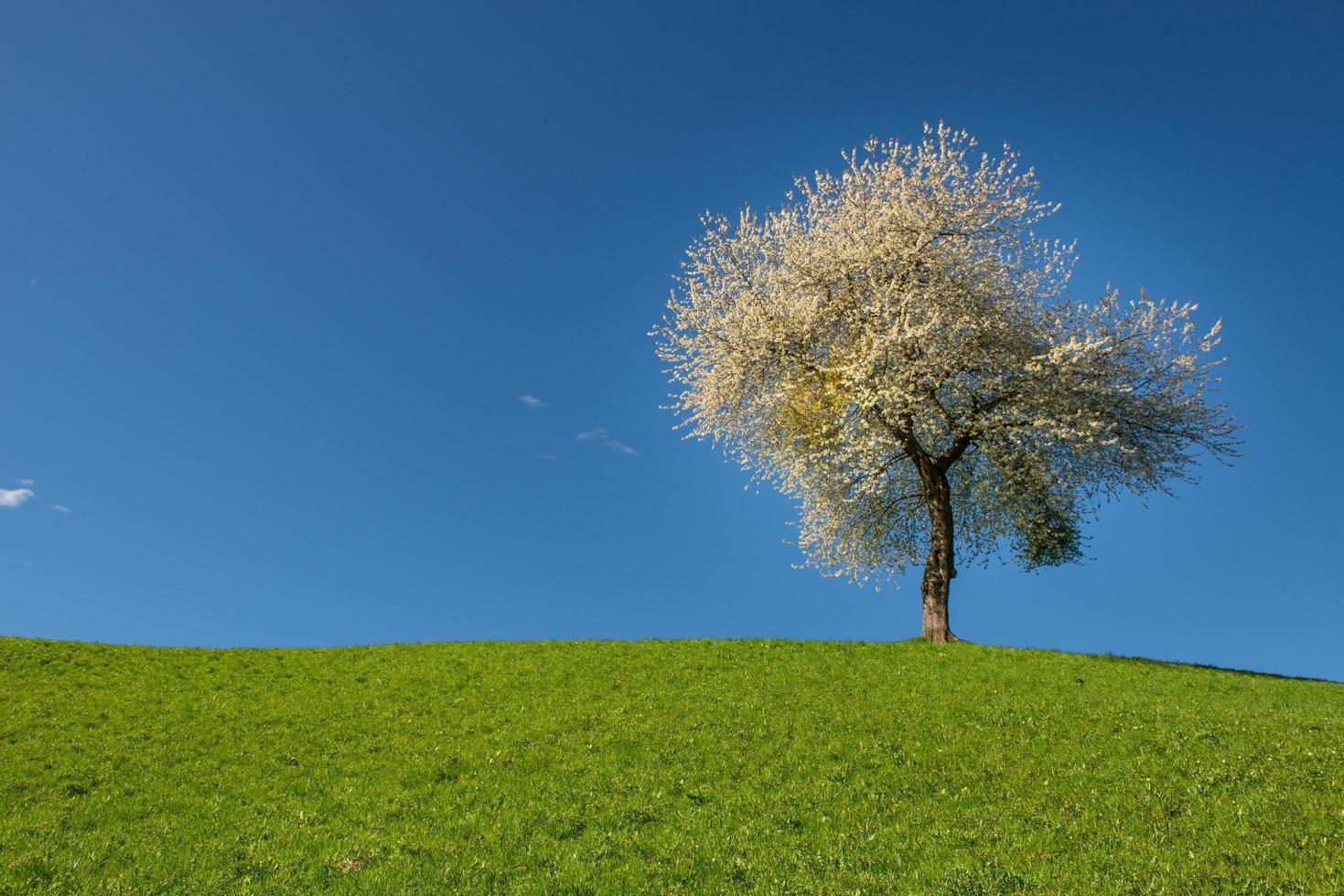 Tree with cherry blossoms photo