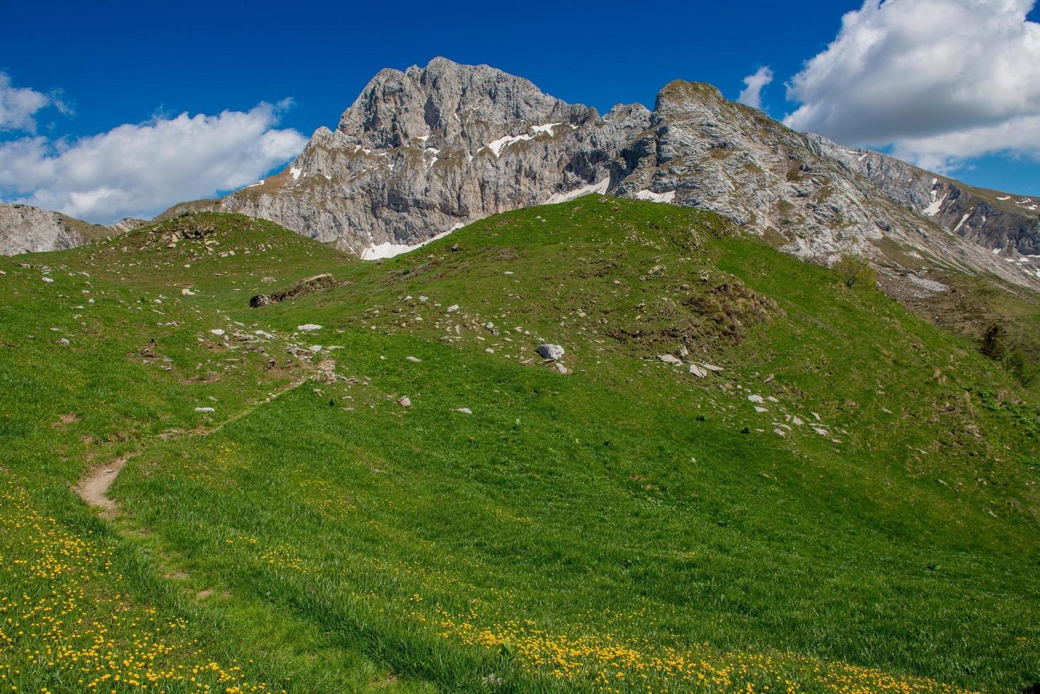 Flowery in the mountains photo