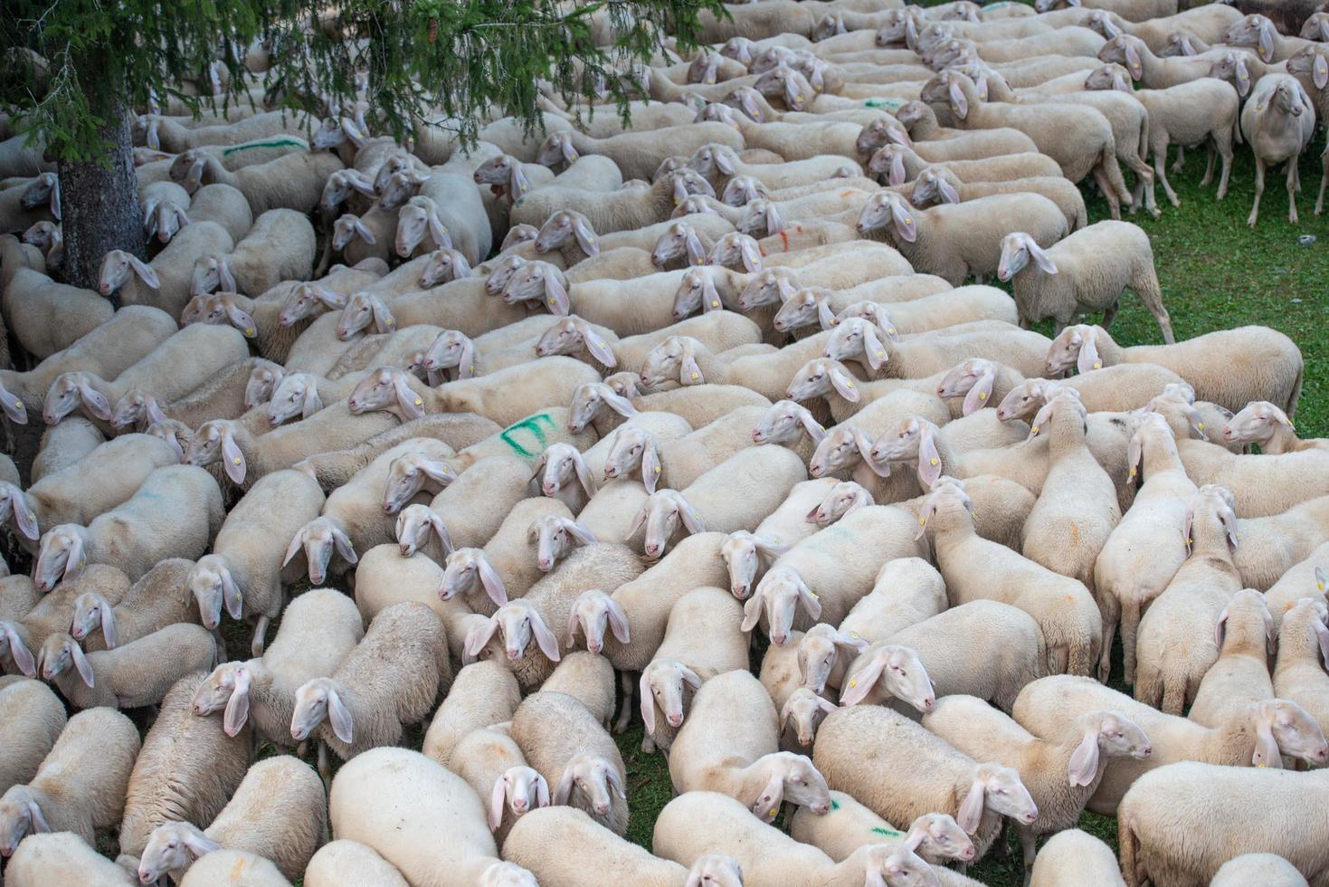 Bergamo Italy 2021 Sheep during the transhumance in the mountains photo