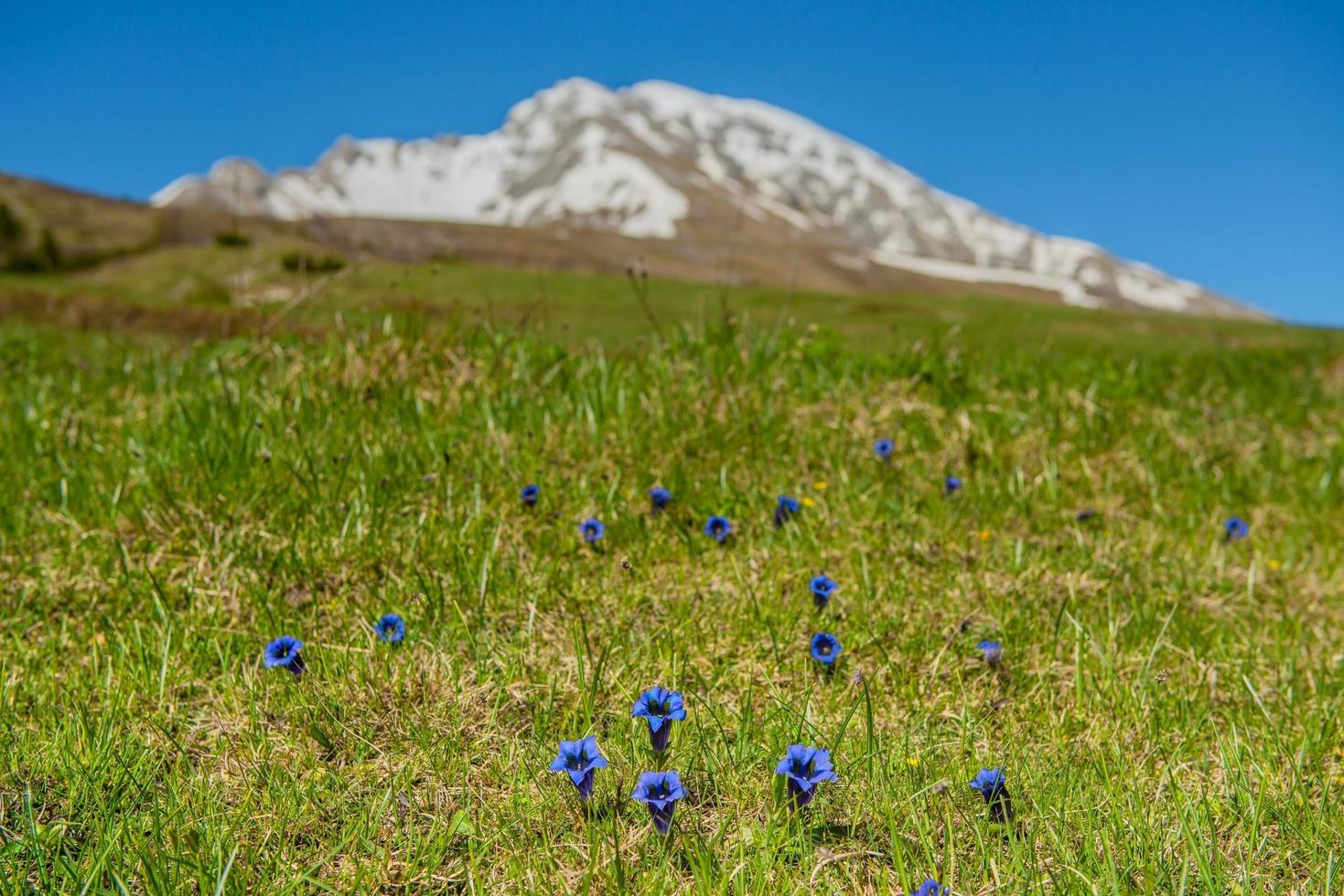 Gentianella flower just blossomed in the mountains photo