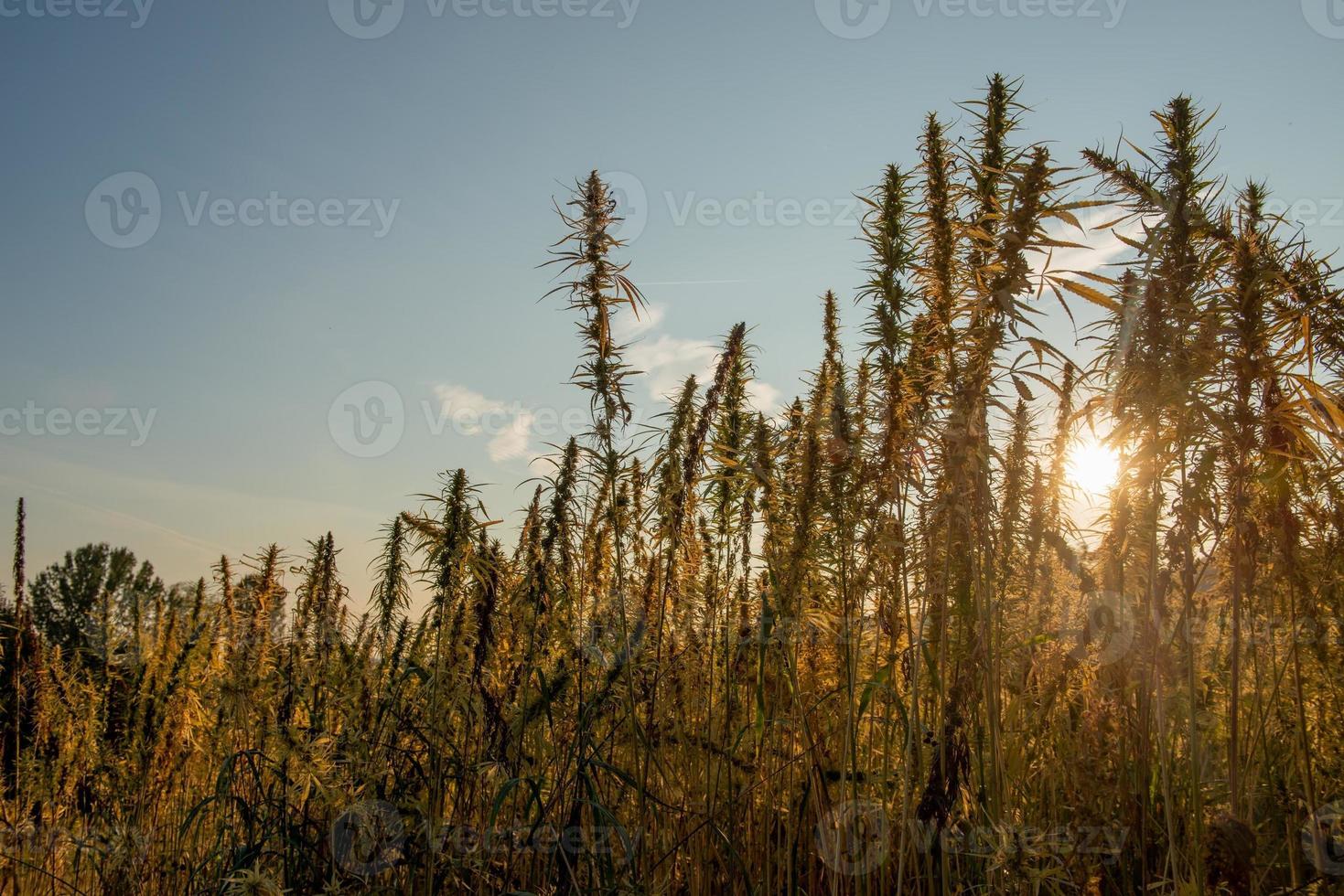 Field cultivated with Indian hemp photo