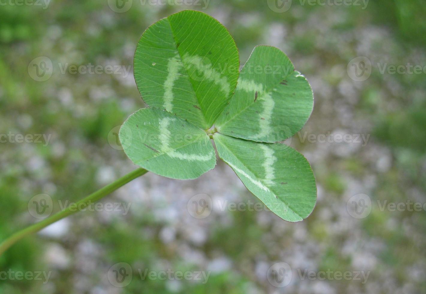 Four-leaf clover flower brings good luck photo